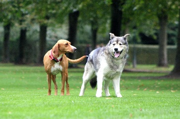 Hundewiese Eickhorst